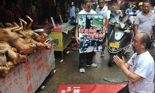 贵港宠物店爆料事件最新,揭露行业黑幕，宠物权益引关注